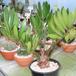 Zamia zamifolia 1
