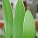 Zamia zamifolia 2