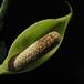 Zamioculcas 2