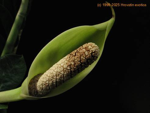 Zamioculcas 2