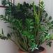 Zamioculcas zamifolia SIb