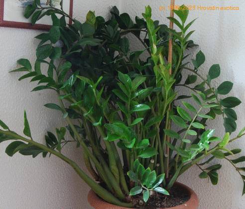 Zamioculcas zamifolia SIb