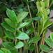 Zamioculcas zamifolia SIl