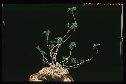 Zygosicyos tripartitus 1661