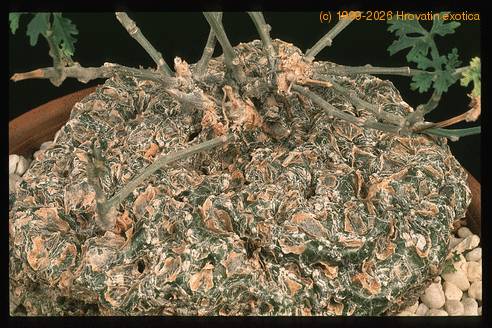 Zygosicyos tripartitus 1662