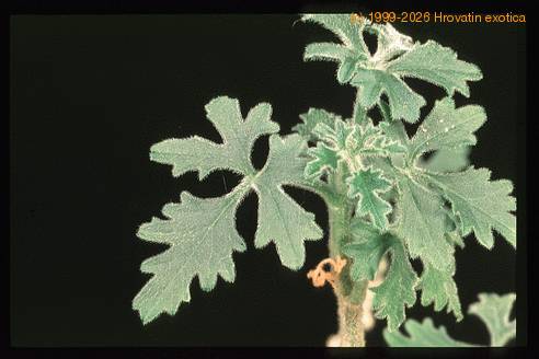 Zygosicyos tripartitus 1663