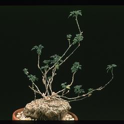 Zygosicyos tripartitus