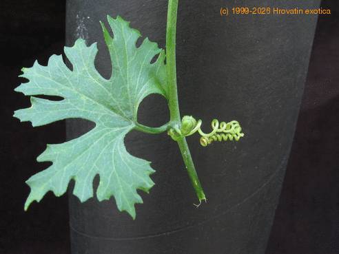 Zygosicyos tripartitus leaf