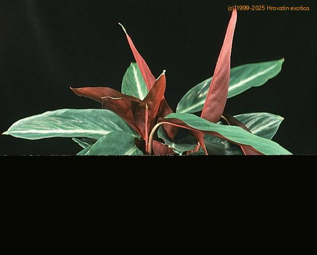 calathea sp 1875
