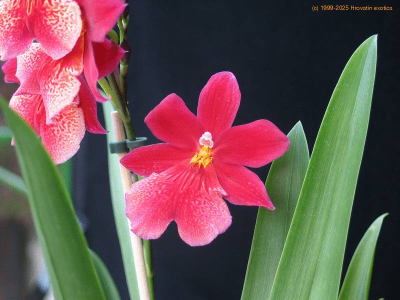 Menjaga Keindahan Anggrek Cambria Hybrid di Rumah Anda