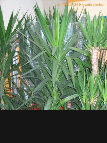 Jetuka Tree Yuca 1
